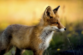A fox (Vulpes vulpes) looking sideways in nature at golden sunset, Norway