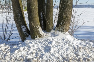 Snow, tree trunks, winter, Sieversen, Samtgemeinde Rosengarten, Lower Saxony, Germany