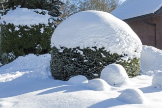 Snowy bushes, winter, snow, Sieversen, Samtgemeinde Rosengarten, Lower Saxony, Germany