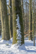 Snow, tree trunks, winter, Sieversen, Samtgemeinde Rosengarten, Lower Saxony, Germany