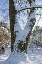 Snowy tree trunk, winter, snow, Sieversen, Samtgemeinde Rosengarten, Lower Saxony, Germany