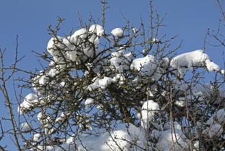 Snowy branches, winter, snow, Sieversen, Samtgemeinde Rosengarten, Lower Saxony, Germany