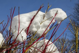 Snowy colorful branches, winter, snow, Sieversen, Samtgemeinde Rosengarten, Lower Saxony, Germany