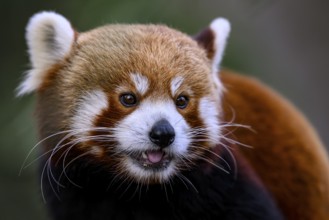 Red panda (Ailurus fulgens) with playful facial expression and visible tongue, captive, Zoo,