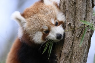 A red panda (Ailurus fulgens) looks down cutely from a tree, captive, Zoo, Karlsruhe,