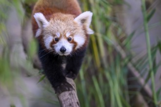 Dynamic image of a red panda (Ailurus fulgens) balancing on a wooden beam, captive, zoo,