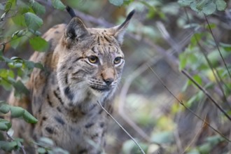 Close-up of a Eurasian lynx (Lynx lynx) sneaking through overgrown woodland, with intense eyes in