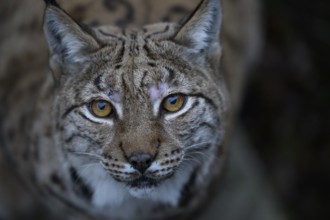Close-up of a Eurasian lynx (Lynx lynx) with intense eyes in natural environment, captive, Zoo,