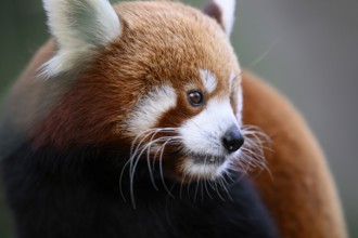 Red panda (Ailurus fulgens) in side view looks calm and thoughtful, Karlsruhe, Baden-Württemberg,