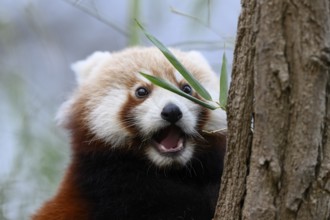 Surprised red panda (Ailurus fulgens) next to bamboo leaves on a treeAilurus fulgensSüdweststadt,