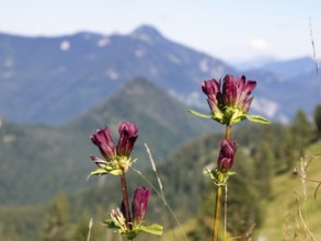 Hungarian gentian (Gentiana pannonica), flowers, Tegernsee mountains, Alps, Upper Bavaria, Germany