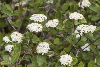 Viburnum lantana (Viburnum lantana), shrub, flowering, Upper Bavaria, Germany