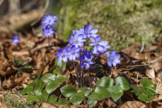 Liverwort (Hepatica nobilis), flowering, spring, Upper Bavaria, Germany
