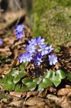 Liverwort (Hepatica nobilis), flowering, spring, Upper Bavaria, Germany