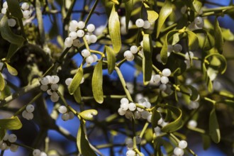Mistletoe branches with fruits, (Viscum album), Upper Bavaria, Germany