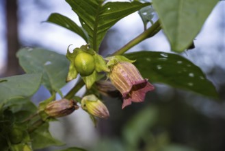 Belladonna flowering, (Atropa belladonna), Bavaria, Germany