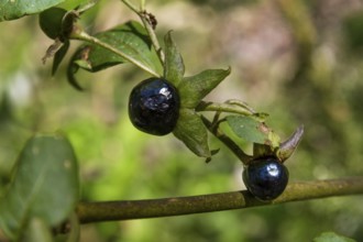 Belladonna (Atropa belladonna), fruits, Bavaria, Germany