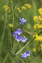 Round-leaved bellflower (Campanula rotundifolia), Lady's bedstraw (Galium verum), Upper Bavaria,