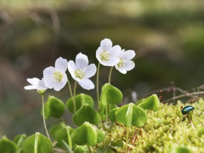 Wood sorrel (Oxalis acetosella), forest, Upper Bavaria, Germany