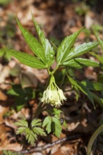 Nine-leaved toothwort (Dentaria enneaphyllos), with bee, Upper Bavaria, Germany