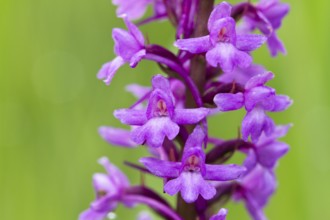 Salep, Gymnadenia conopsea, Bavaria, Germany