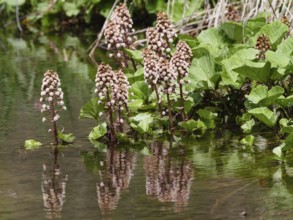Red butterbur (Petasites hybridus), flowering, by the water, Upper Bavaria, Germany