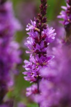 Purple loosestrife (Lythrum salicaria), Bavaria, Germany