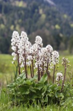 Red butterbur (Petasites hybridus), seed head, fruiting, Upper Bavaria, Germany, Europe / Common