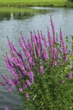 Purple loosestrife (Lythrum salicaria), by the water, Upper Bavaria, Germany