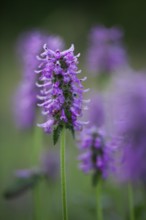 Healing willow (Stachys officinalis), inflorescence, close-up, Upper Bavaria, Germany