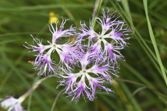 Dianthus superbus, close-up of flowers, Upper Bavaria, Germany