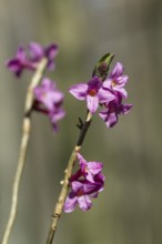 Daphne (Daphne mezereum), blossoms, spring, close-up, Upper Bavaria, Germany