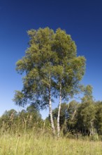 Bog birch (Betula pubescens), Tree of the Year 2023, Upper Bavaria, Germany
