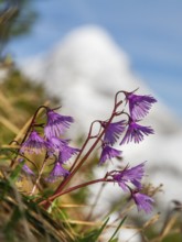 Soldanella alpina, Soldanelle, Wetterstein Mountains, Alps, Upper Bavaria, Germany, Europe,