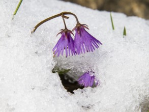 Soldanella alpina, Soldanelle, snowmelt, Alps, Upper Bavaria, Germany