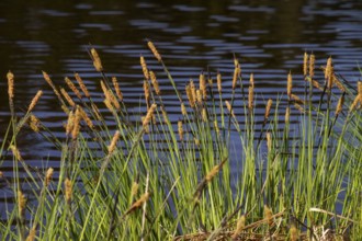 Carex elata (Carex elata), Moorsee, Upper Bavaria, Germany