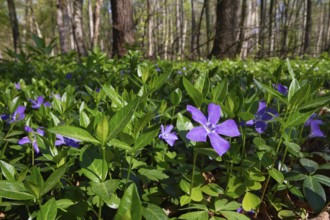 Lesser periwinkle (Vinca minor), in deciduous forest, spring, Upper Bavaria, Germany