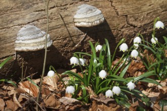 Tinder fungus (Fomes fomentarius), and spring snowflake (Leucojum vernum), deciduous forest, Upper