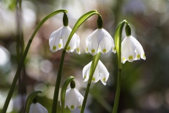 Spring snowflake, spring knot flower (Leucojum vernum), spring in deciduous forest, Upper Bavaria,