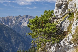 Mountain pine (Pinus mugo), mountain pine, mountain pine, Alps, Austria