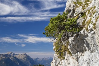 Mountain pine (Pinus mugo), mountain pine in rocky region, mountain pine, Alps, Austria