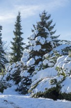 Snowy conifers, winter, snow, Sieversen, Samtgemeinde Rosengarten, Lower Saxony, Germany
