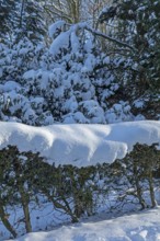 Snowy trees, hedge, winter, snow, Sieversen, Samtgemeinde Rosengarten, Lower Saxony, Germany