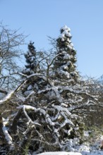 Snowy trees, winter, snow, Sieversen, Samtgemeinde Rosengarten, Lower Saxony, Germany