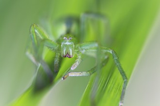 Green huntsman spider (Micrommata virescens), camouflaged in the grass, close-up, Upper Bavaria,