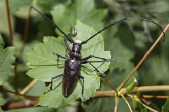 Tailor's buck (Monochamus sartor), Upper Bavaria, Germany