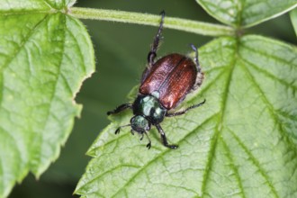 Garden chafer (Phyllopertha horticola), Upper Bavaria, Germany