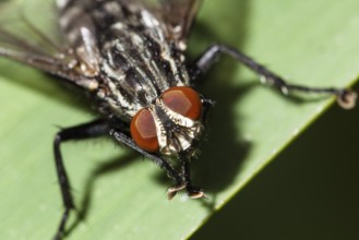 Insect, flesh fly (Sarcophaga sp.), fly eyes, compound eyes, Bavaria, Germany