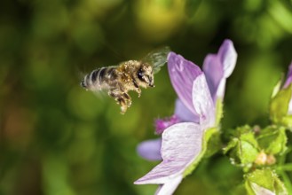 Honey bee (Apis mellifera), in flight on a mallow flower (Malva moschata), Upper Bavaria, Germany