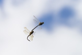 Peat mosaic dragonfly (Aeshna juncea), mating, male and female in flight, Alps, Upper Bavaria,